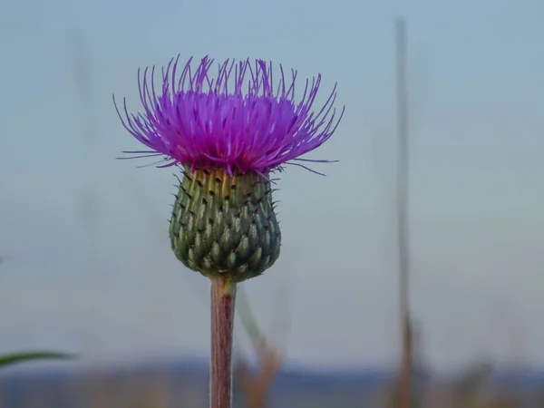 Una Vista Cerca Una Flor Cardo — Foto de Stock