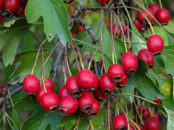 Μούρα Hawthorn Ώριμη — Φωτογραφία Αρχείου