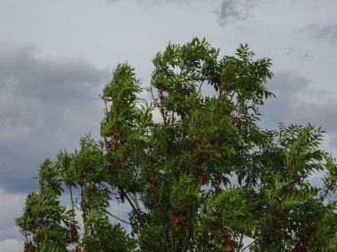 Dişbudak rüzgarda taç. Bulutlu gökyüzü.