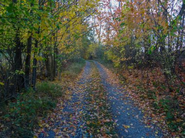 Ağaçlarda sonbahar renkleri arasındaki taşlı yol