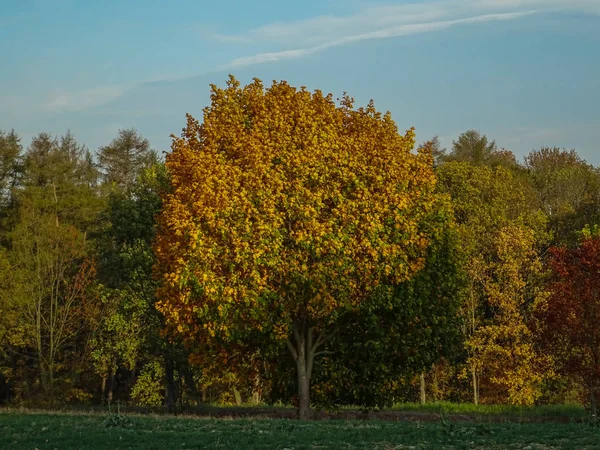 Árbol Colores Otoñales Con Hojas Amarillas — Foto de Stock