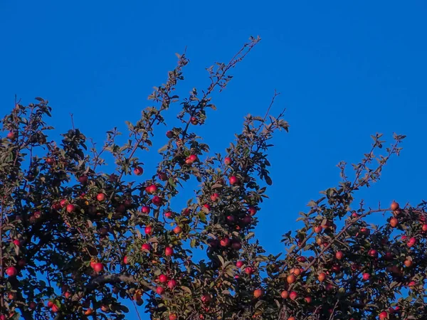 Κλαδιά Της Μηλιάς Ώριμα Μήλα Μπλε Του Ουρανού — Φωτογραφία Αρχείου