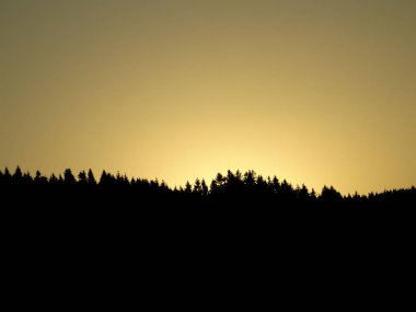 Ormanlar, gündoğumu. Soyut fotoğraf.