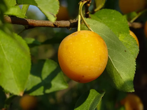 Mirabelle Een Boomtak — Stockfoto