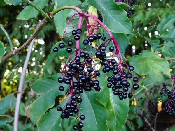 Κλαδί Ώριμα Φρούτα Του Hawthorn — Φωτογραφία Αρχείου