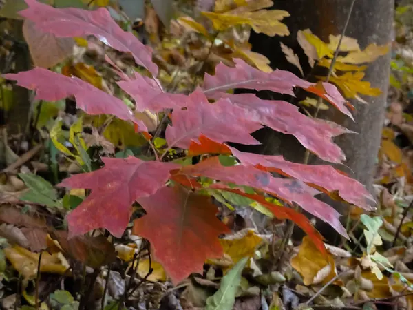 Φθινοπωρινά Κόκκινα Φύλλα Από Ένα Μικρό Δέντρο — Φωτογραφία Αρχείου