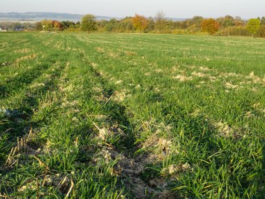 Manzara. Düşük çim Sahası.