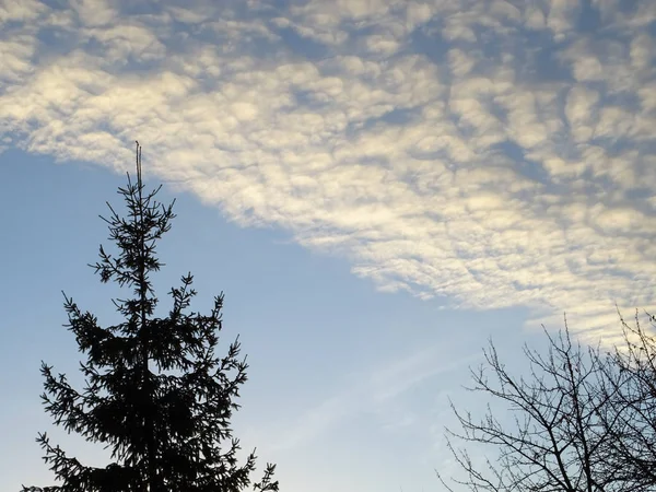 Nubes Sobre Árboles Tiempo Soleado — Foto de Stock