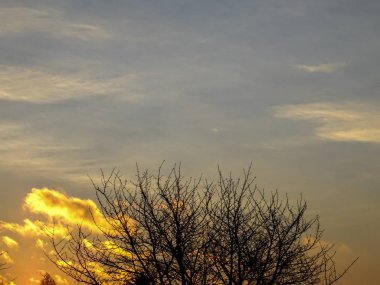 Ağaç dalları ile gündoğumu