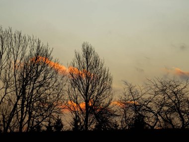 Ağaç dalları ile soyut gündoğumu