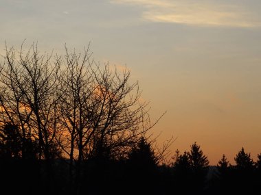 Ağaç dalları ile soyut gündoğumu