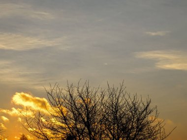 Ağaç dalları ile soyut gündoğumu