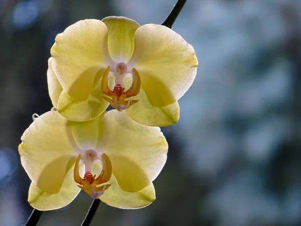 Two yellow orchid flowers stacked together. Blur background.