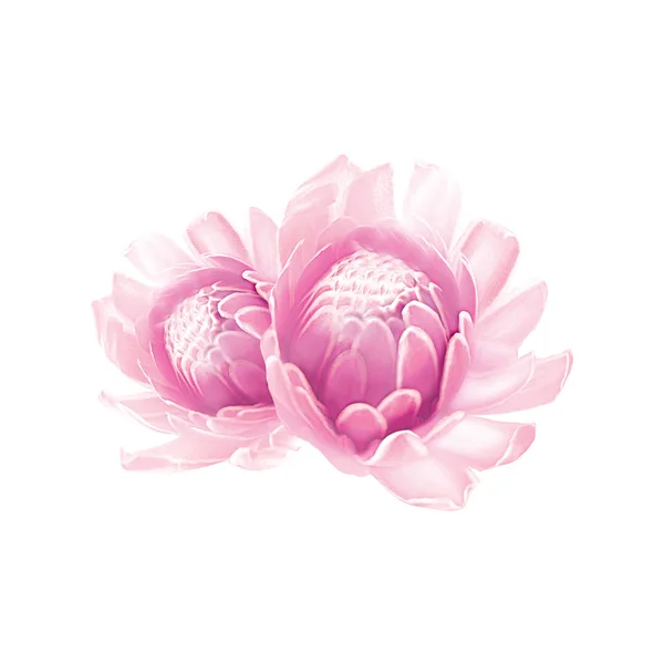 Векторная Иллюстрация Цветок Лотоса — стоковое фото