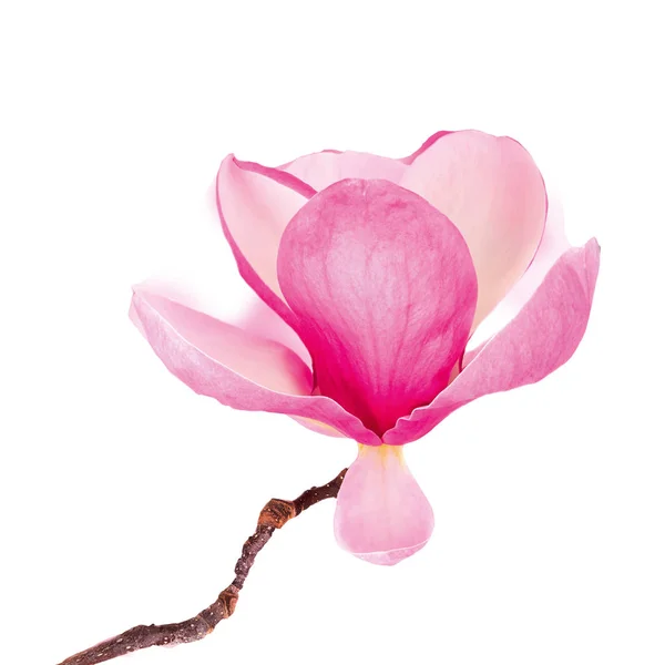 beautiful magnolia flowers isolated on white