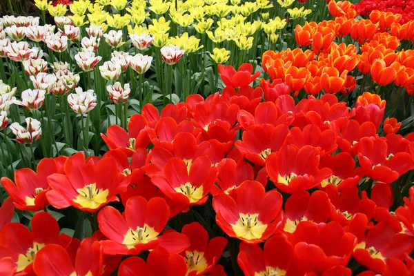 flower field in Keukenhof Holland