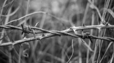 Tel örgü ile dorns, geniş çerçevede siyah beyaz görüntü geçiş
