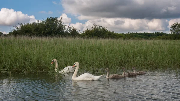 Swan family on a river in Wales