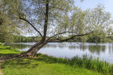 Masif ağaç Puşkin gölde içine asılı