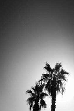 Siyah beyaz resim ve palmiye ağaçlarının İspanya