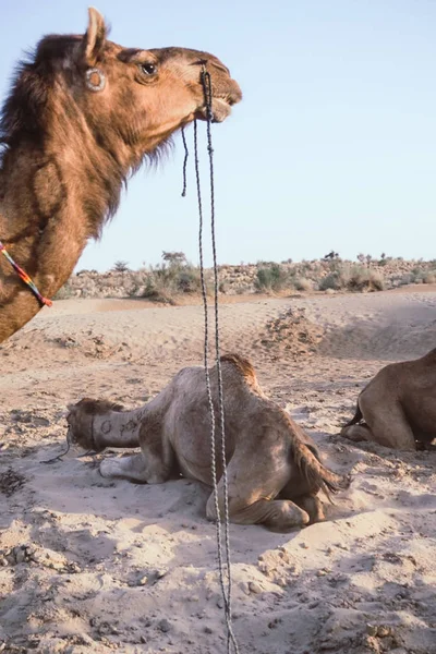 砂の低温と良い時間を過ごして砂漠の真ん中でラクダ — ストック写真