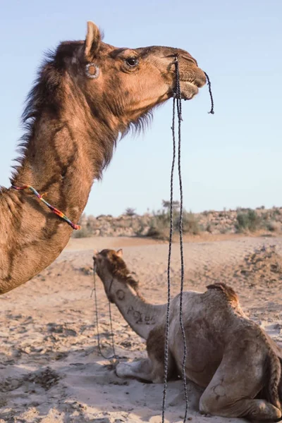 Kamelen Het Midden Van Woestijn Koelen Het Zand Hebbend Een — Stockfoto