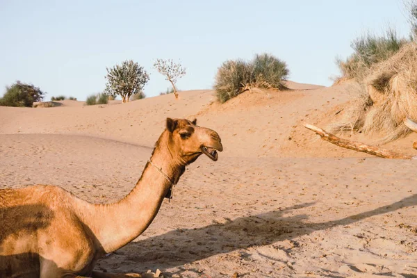 Camellos Medio Del Desierto Enfriándose Arena Pasándola Bien — Foto de Stock