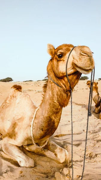 Kamelen Het Midden Van Woestijn Koelen Het Zand Hebbend Een — Stockfoto