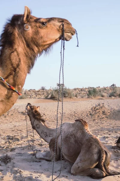 Kamelen Het Midden Van Woestijn Koelen Het Zand Hebbend Een — Stockfoto