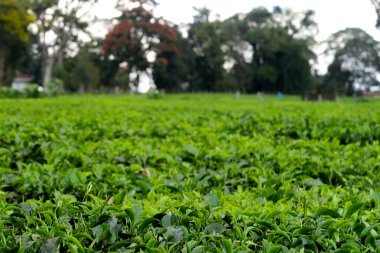 Kenya, Afrika'da Victoria Gölü yakınındaki bir sahada konservesi çay yaprakları