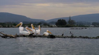 Pelikan Lake Victoria Kenya, Afrika'da güzel doğa sahnesinde