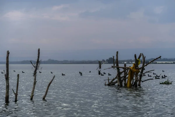 Scène de la nature au lac Victoria au Kenya, Afrique — Photo