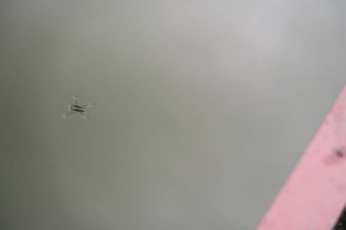 Flanders sahnede doğa: küçük yeşil bir göl su üzerinde çalışan böcek (su böcek)