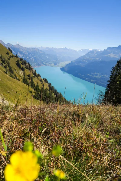 Senderismo en las impresionantes montañas suizas, vista de los Alpes, hierba verde, sendero del bosque swiand — Foto de Stock