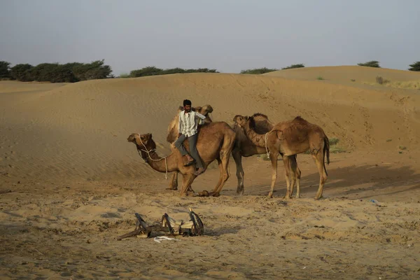 Jaisalmer India Maart 2017 Jonge Man Werken Met Kamelen Het — Stockfoto