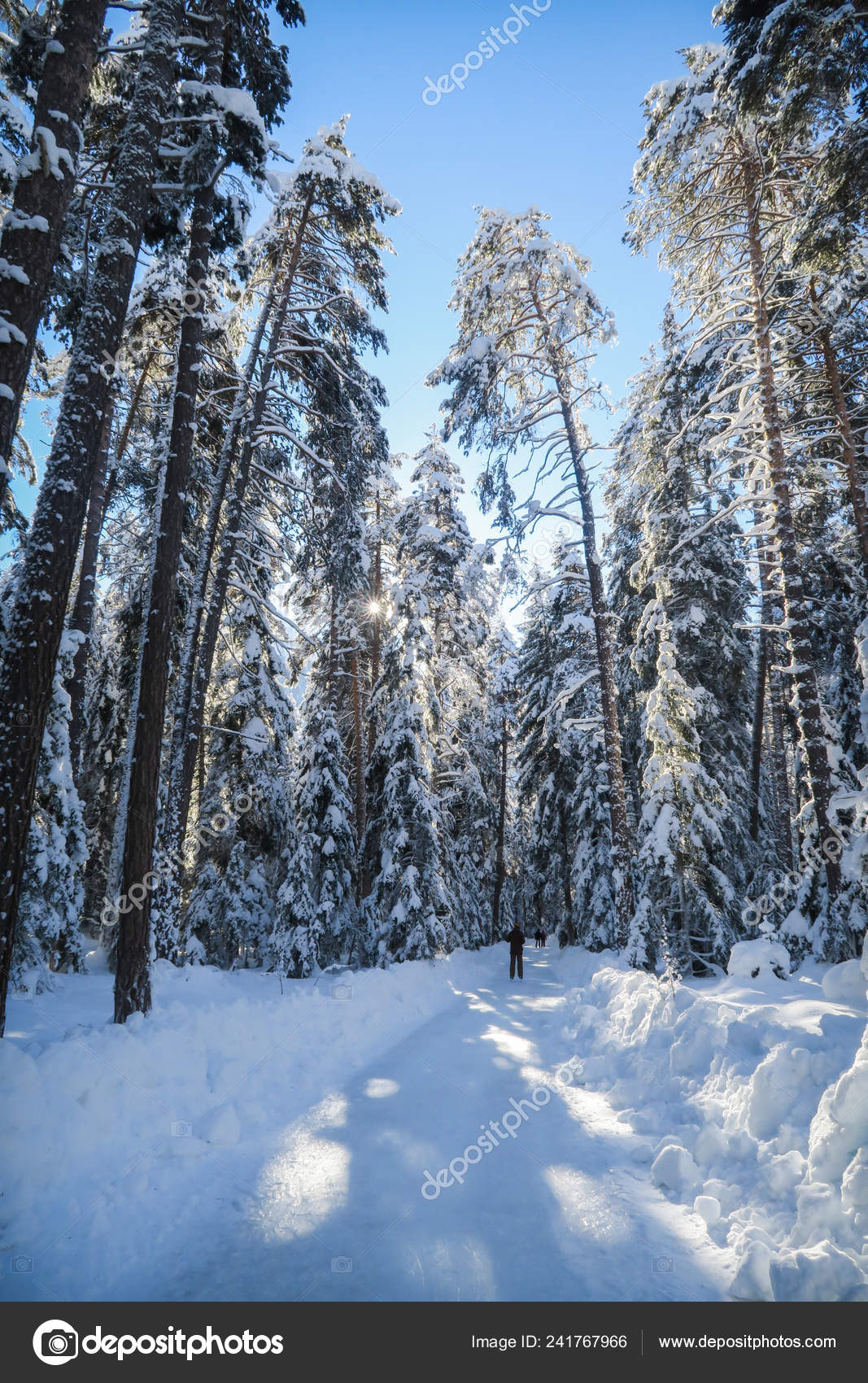 Beautiful Winter Wonderland Scenery Snow Trees Ice Skating Way