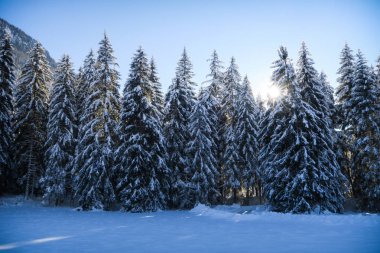 Güzel orman kış harikalar diyarı manzarası ile kar Graubuenden, Engadin, İsviçre bir vadide ağaçlarda