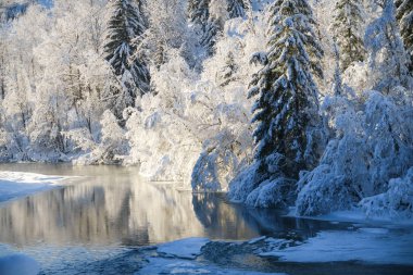 Güzel kış harikalar diyarı manzarası ile kar ağaçlar ve Graubuenden, Engadin Nehri üzerinde