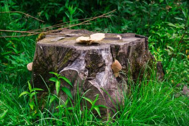 misafirperver Abhazya ziyareti