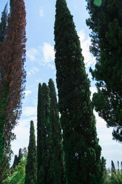 misafirperver Abhazya ziyareti