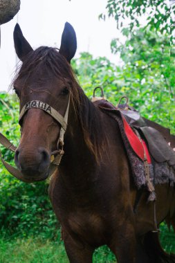 misafirperver Abhazya ziyareti