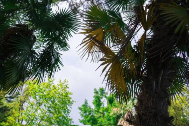 misafirperver Abhazya için seyahat