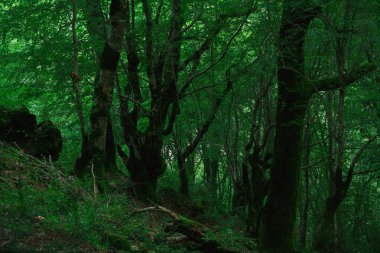 misafirperver Abhazya için seyahat