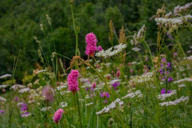 dağ gölleri Kafkasya'da