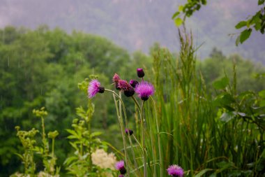 dağ gölleri Kafkasya'da