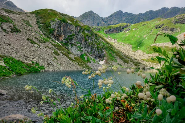 Mountain Lakes Caucasus — Stock Photo, Image