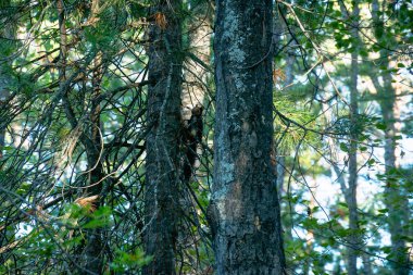 Deniz baykal pitoresk doğası