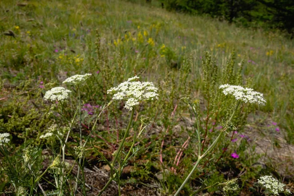 Nature Pittoresque Lac Baïkal — Photo