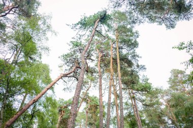 Baltık Denizi'nin güzelliğini