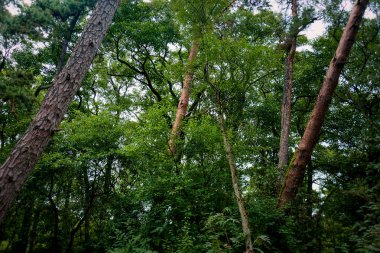 Baltık Denizi'nin güzelliğini